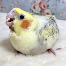 オカメインコ  シナモンパールパイド  🐥°•*⁀⭐️