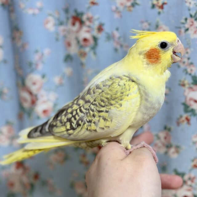 オカメインコ
