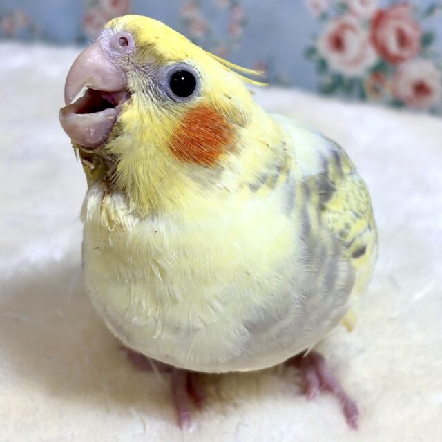 オカメインコ