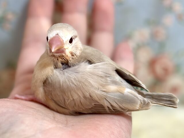 シナモン文鳥