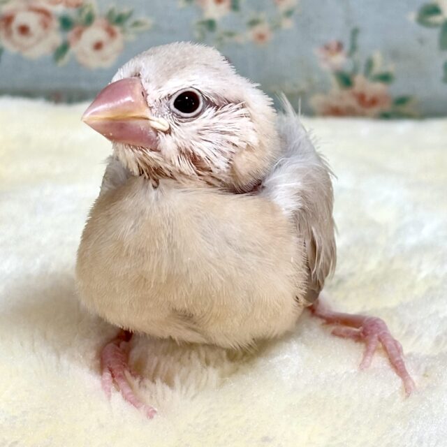 シナモン文鳥 ☕🍩✨️