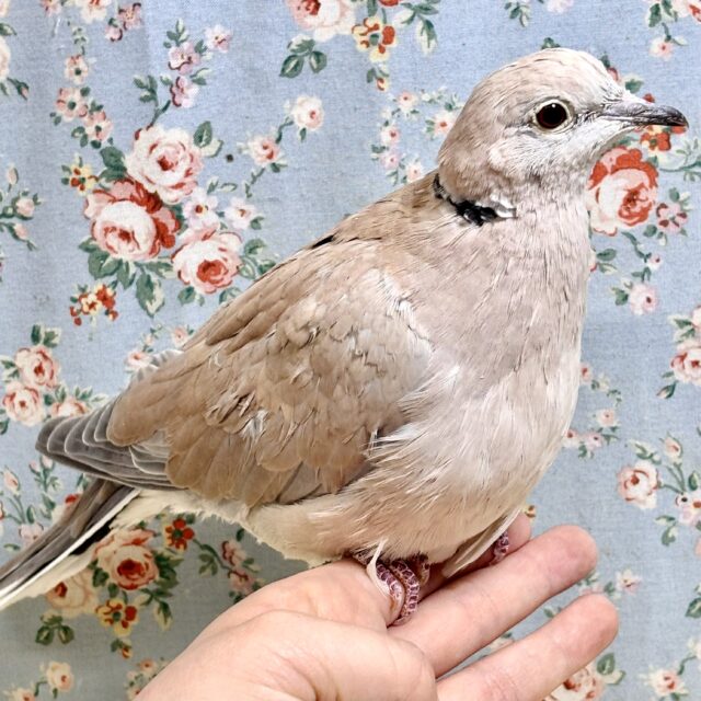 ジュズカケバト