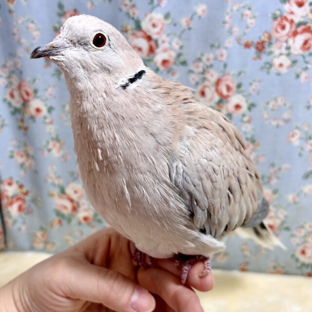 ジュズカケバト