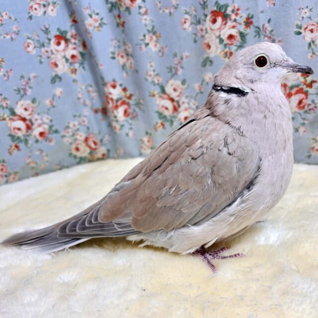 ジュズカケバト