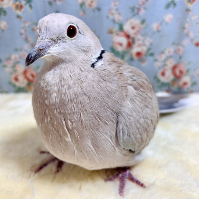 ジュズカケバト 男の子 🕊🍀.∘