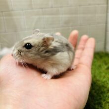 とっとこ走るよハム太郎♪♪　サファイアブルーハムスター