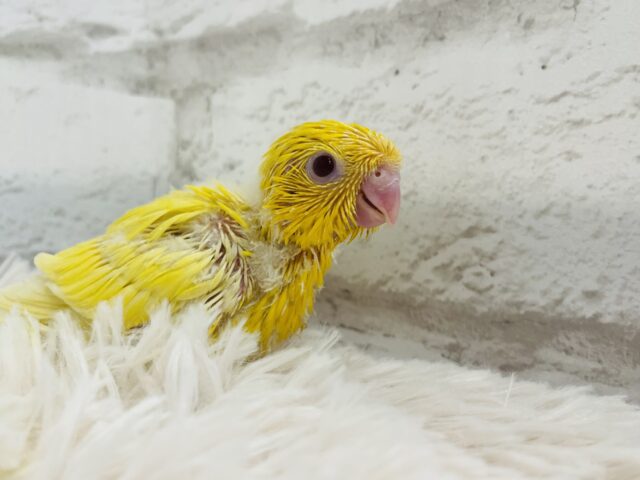 サザナミインコ