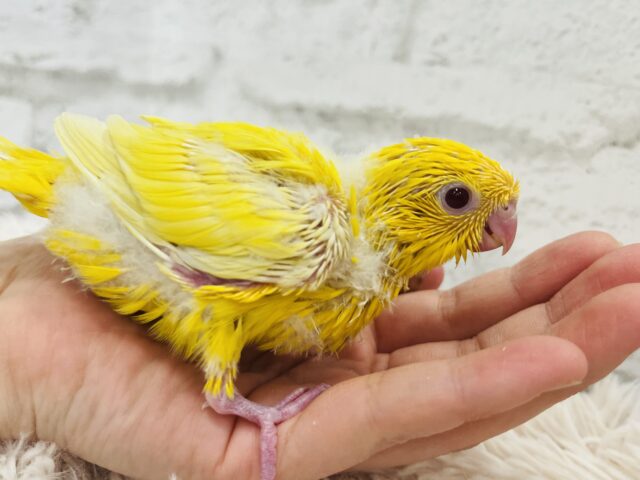 サザナミインコ