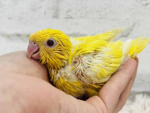 サザナミインコ