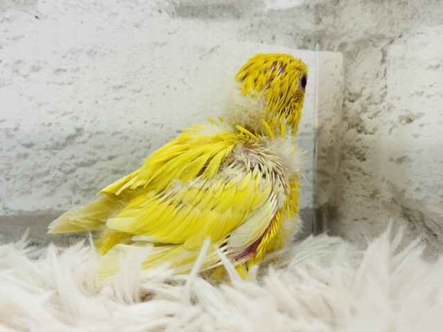 サザナミインコ