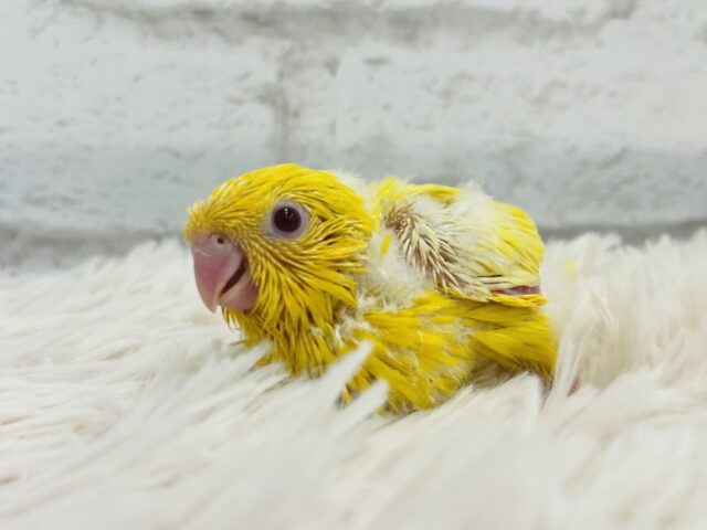 サザナミインコ