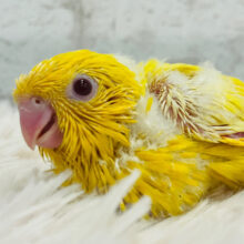 ころころ、ころりん🐣オンリーワンのフォルムです💛サザナミインコ(ルチノー) ヒナ
