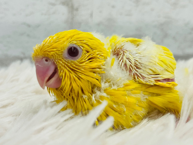 ころころ、ころりん🐣オンリーワンのフォルムです💛サザナミインコ(ルチノー) ヒナ