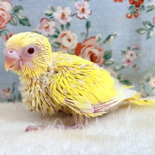 セキセイインコ ルチノー 🐥💛 ❤️