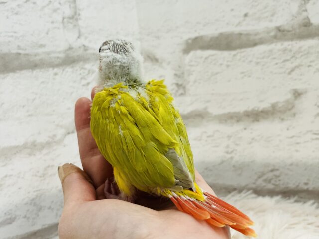 ホオミドリウロコインコ