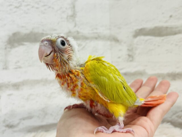 ホオミドリウロコインコ