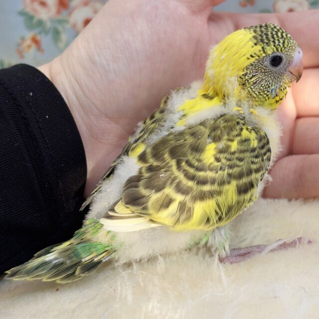 セキセイインコ イエローパイド 🌻*.ﾟ