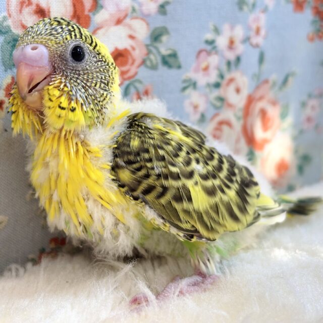 セキセイインコ イエローパイド 🌻*.ﾟ