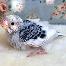 セキセイインコ  バイオレットパイド  💜🤍( * ˙θ˙ * )