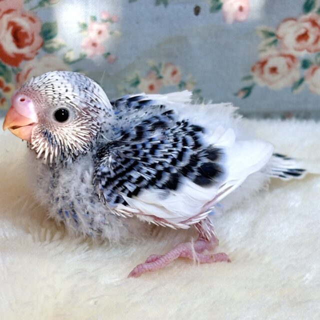 セキセイインコ バイオレットパイド 💜🤍( * ˙θ˙ * )