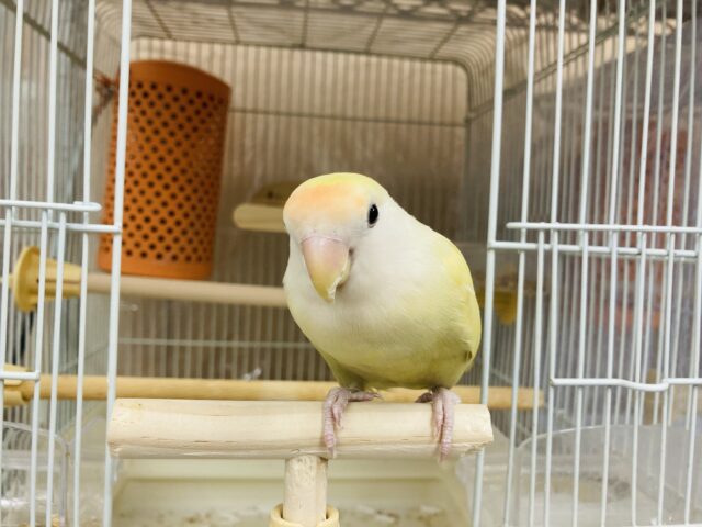 コザクラインコ（小桜インコ）