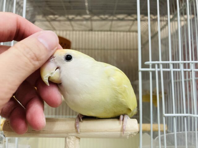 コザクラインコ（小桜インコ）