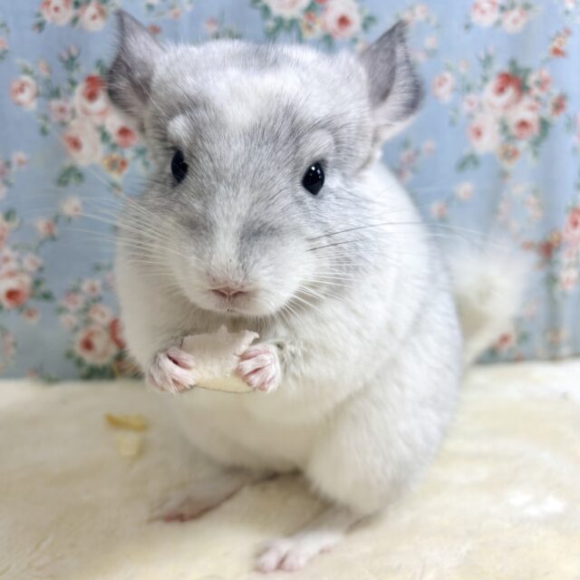 チンチラ