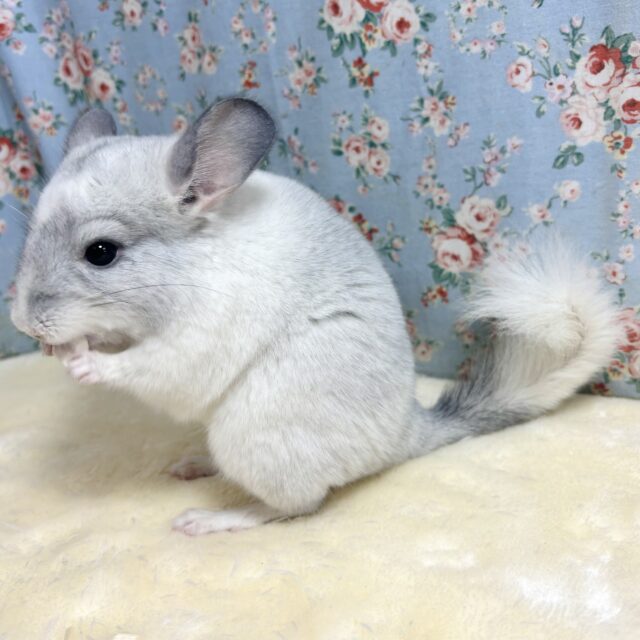 チンチラ