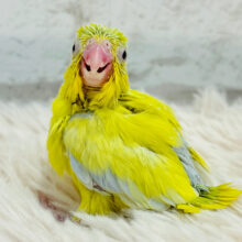 みんなを夢中にさせちゃうぞっ！！マメルリハ(アメリカンイエローファロー) 男の子 ヒナ