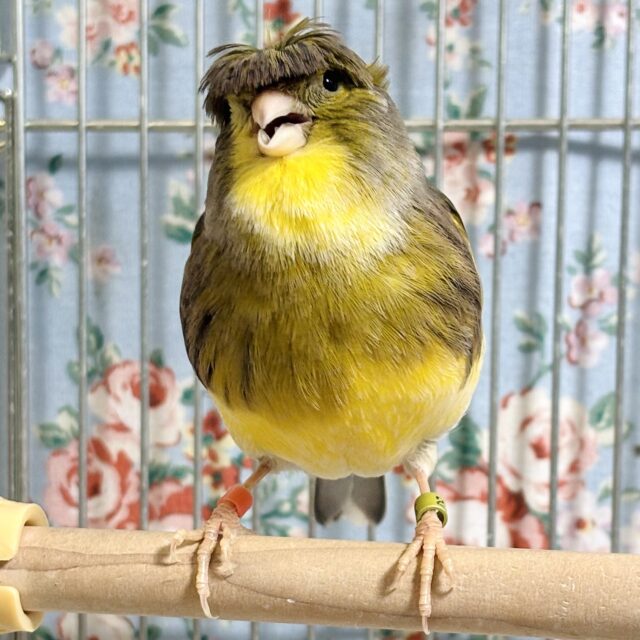 グロスターカナリア