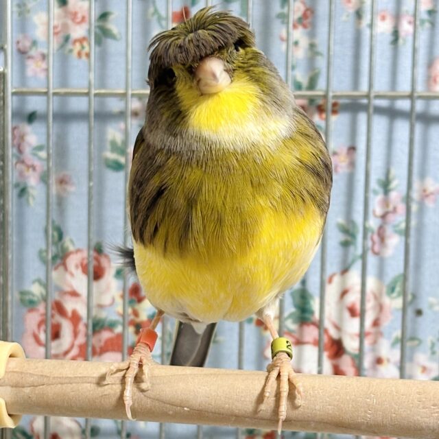 グロスターカナリア