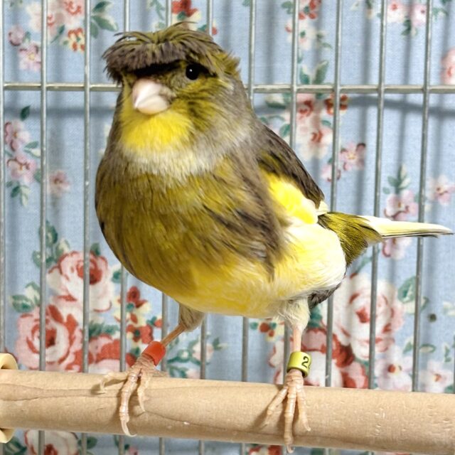 グロスターカナリア