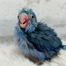 お腹が空いたら、いがぐり坊やに変身だ🥷マメルリハ(コバルト) 男の子 ヒナ