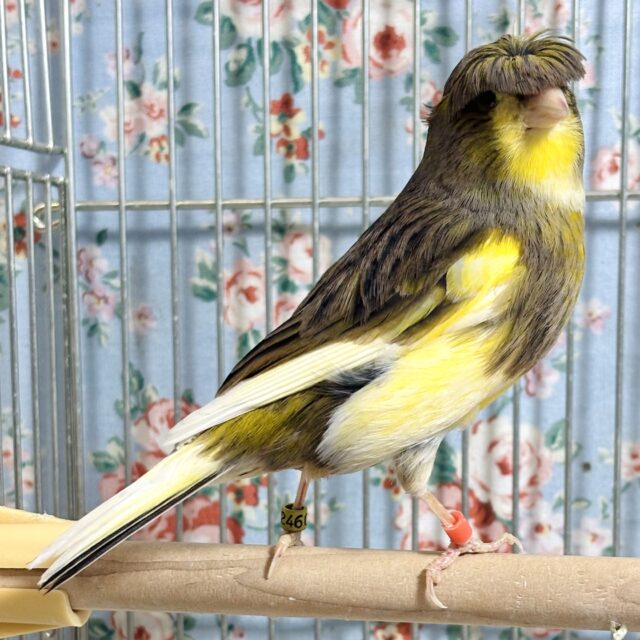 グロスターカナリア