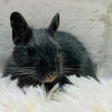 【動画更新🪄】ツヤンツヤンの毛並みが目印🪄デグー(バイオレット) 男の子