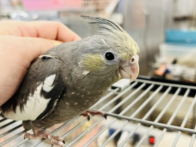 オカメインコ