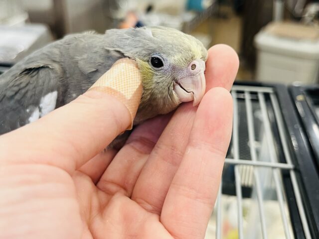 オカメインコ