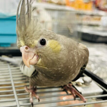 【動画更新🪄ひとり餌になりました！】見てみて！王冠かっこいいでしょ？👑♬*°オカメインコ(イエローフェイス) ヒナ