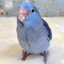 マメルリハ  コバルトバイオレットSPターコイズ  男の子  💙💜