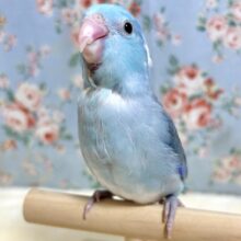 マメルリハ  ブルーパイド  ️🫧🦋🌧