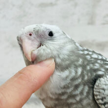 【最新画像更新🪄ひとり餌になりました‪☆】オイラのパール模様数えてみない？‪☆オカメインコ(WFパール) ヒナ