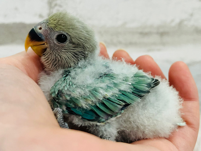 コザクラインコ（小桜インコ）