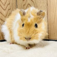 甘えん坊ふわふわモルちゃん🧸‪♡⸝*