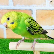 可愛すぎて困っちゃう♥️魅力たっぷりのセキセイインコ(グリーンオパーリン)のヒナです♥️
