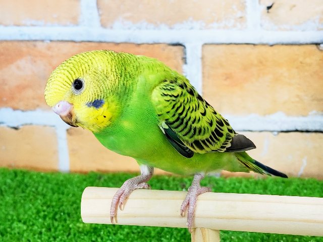 可愛すぎて困っちゃう♥️魅力たっぷりのセキセイインコ(グリーンオパーリン)のヒナです♥️