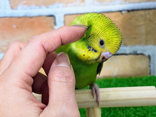 セキセイインコ