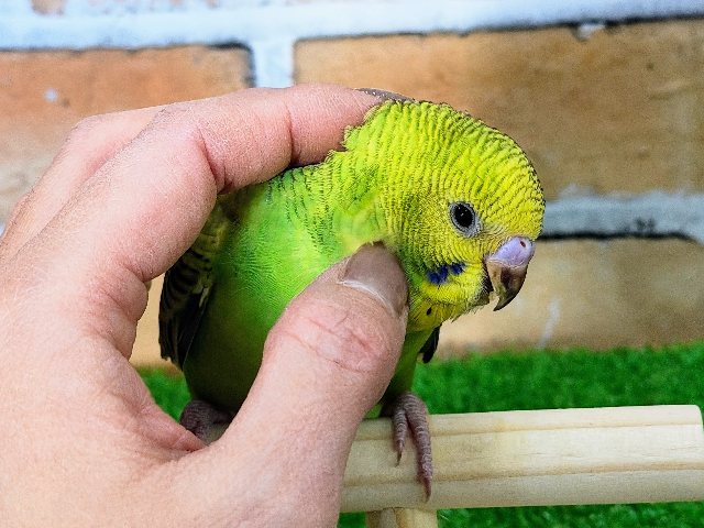 セキセイインコ