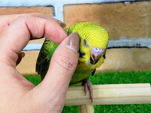 セキセイインコ