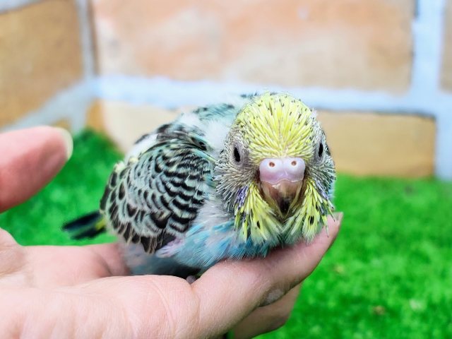 セキセイインコ