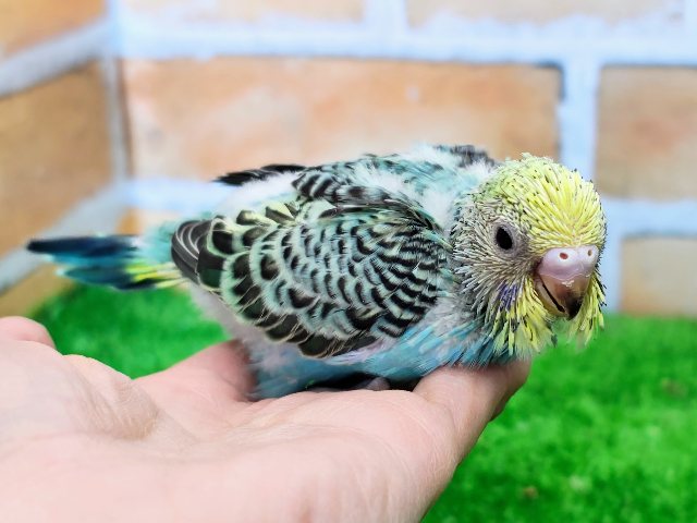 エメラルドグリーン系‪💚セキセイインコのヒナ(レインボー)入荷しました♥️